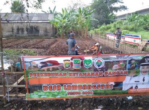 Dukung Ketahanan Pangan, Kades Lambangsari Sulap Lahan Tidur Menjadi Lahan Produktif